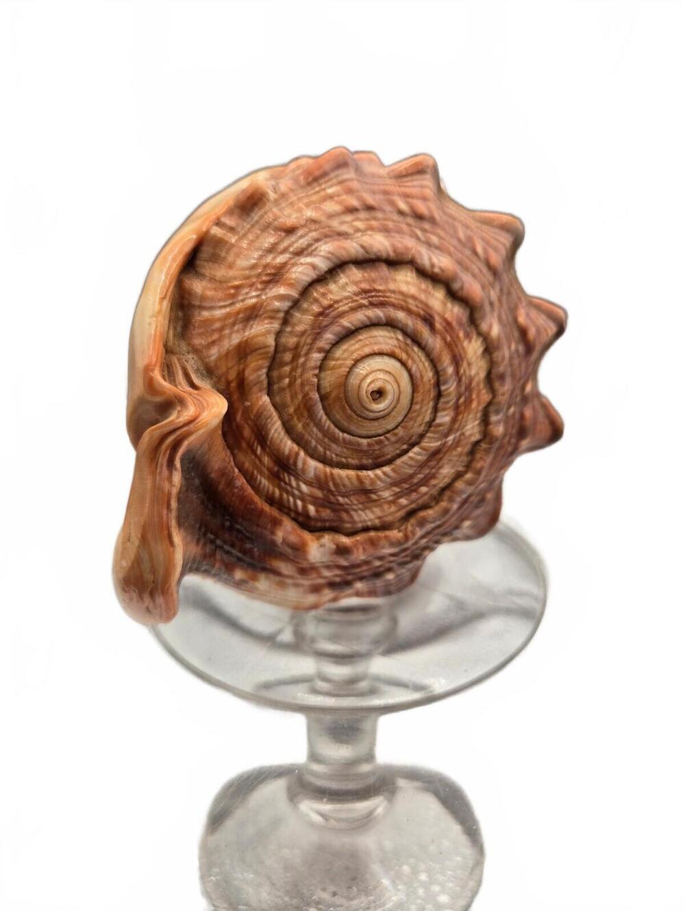Large Brown Helmet Seashell Specimen – Glossy Natural Shell Decor